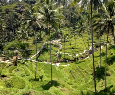 Tegallalang Rice Terrace